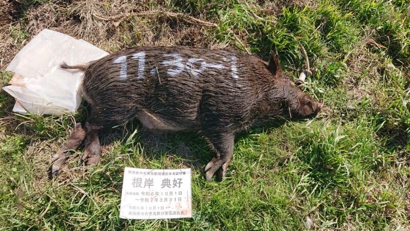 大型のオスイノシシ捕獲