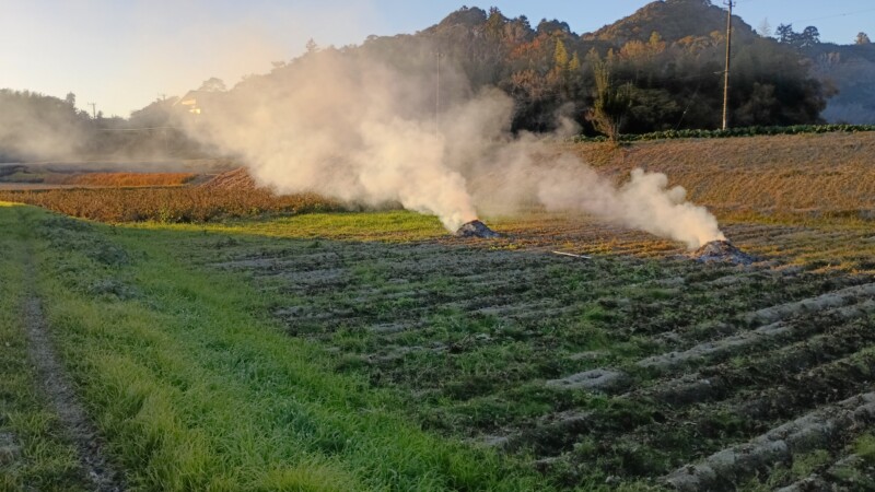 早生大豆片付け火燃し