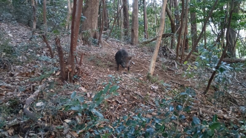 イノシシ捕獲