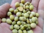 薄緑系の晩生の品種不明大豆