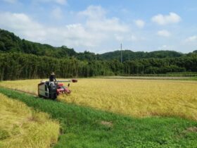コンバインで稲刈り