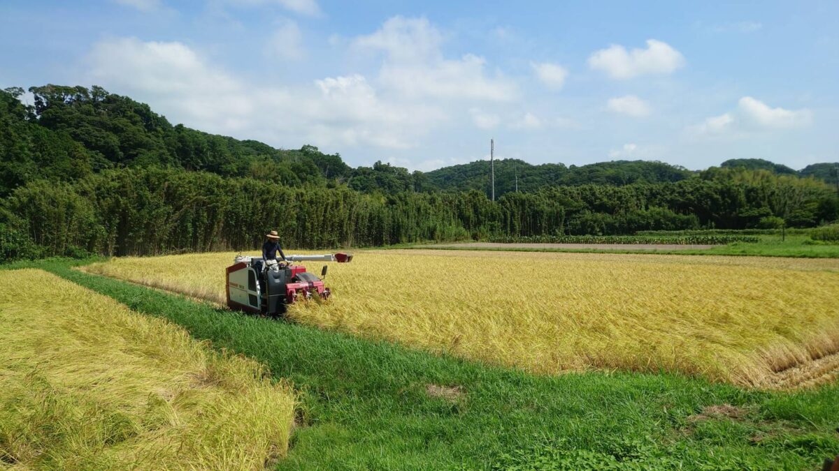 コンバインで稲刈り