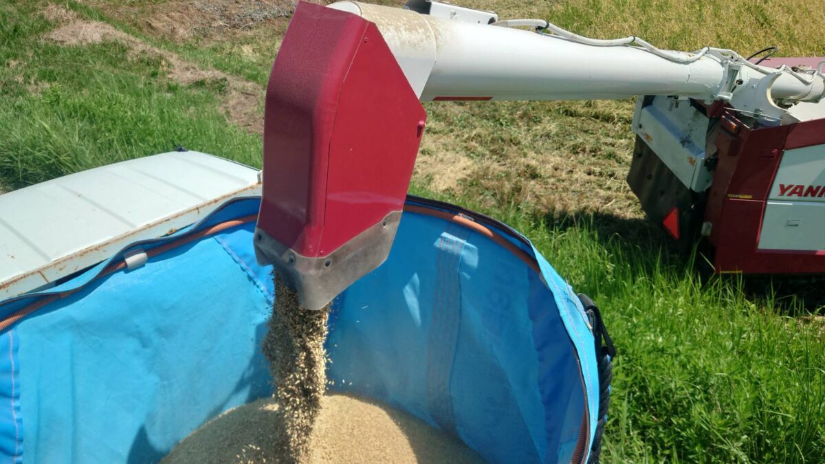 コンバインのタンクから排出される籾