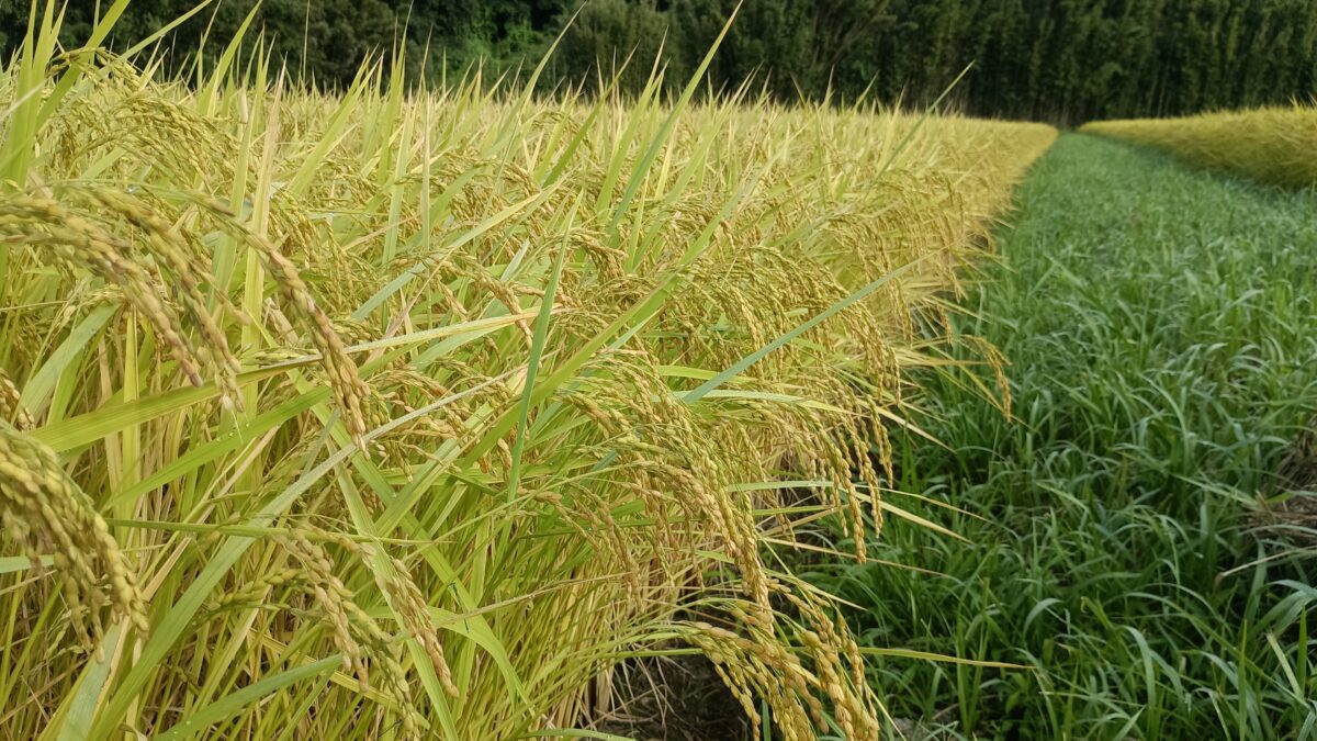 8月18日頃から稲刈り始まるコシヒカリ農薬化学肥料不使用