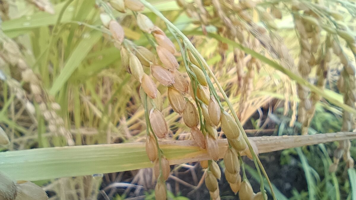 稲穂もだいぶ垂れてきました