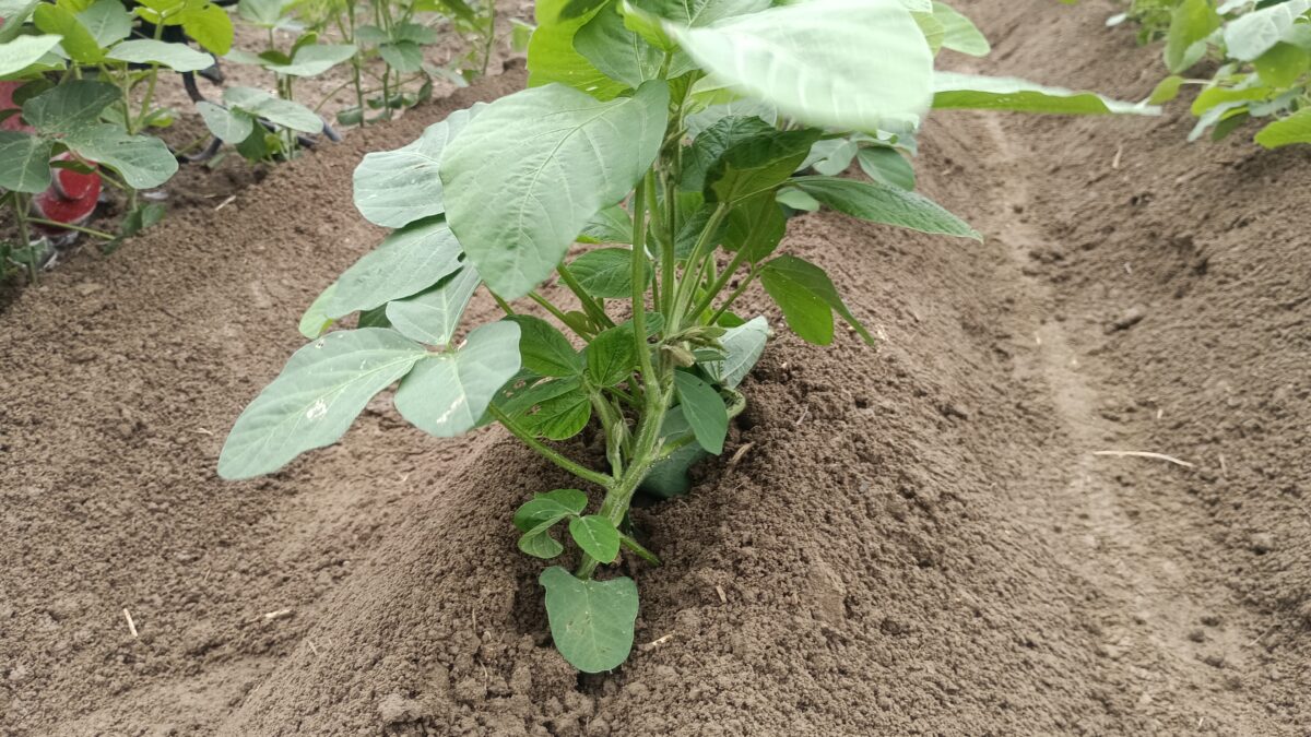 しっかり株元に土寄せ大豆中耕土寄せ