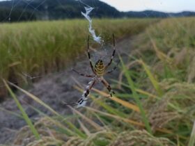 ナガコガネグモかな？