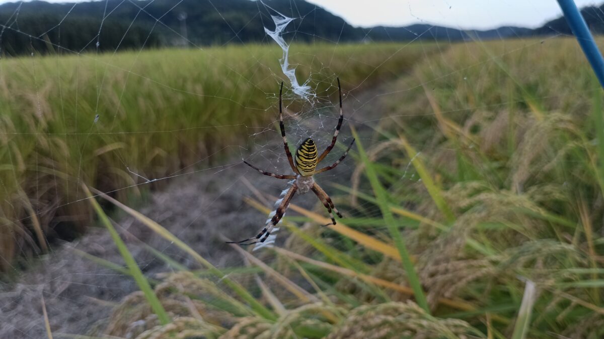 ナガコガネグモかな？