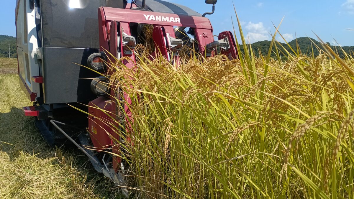 稲刈りが進んでいます