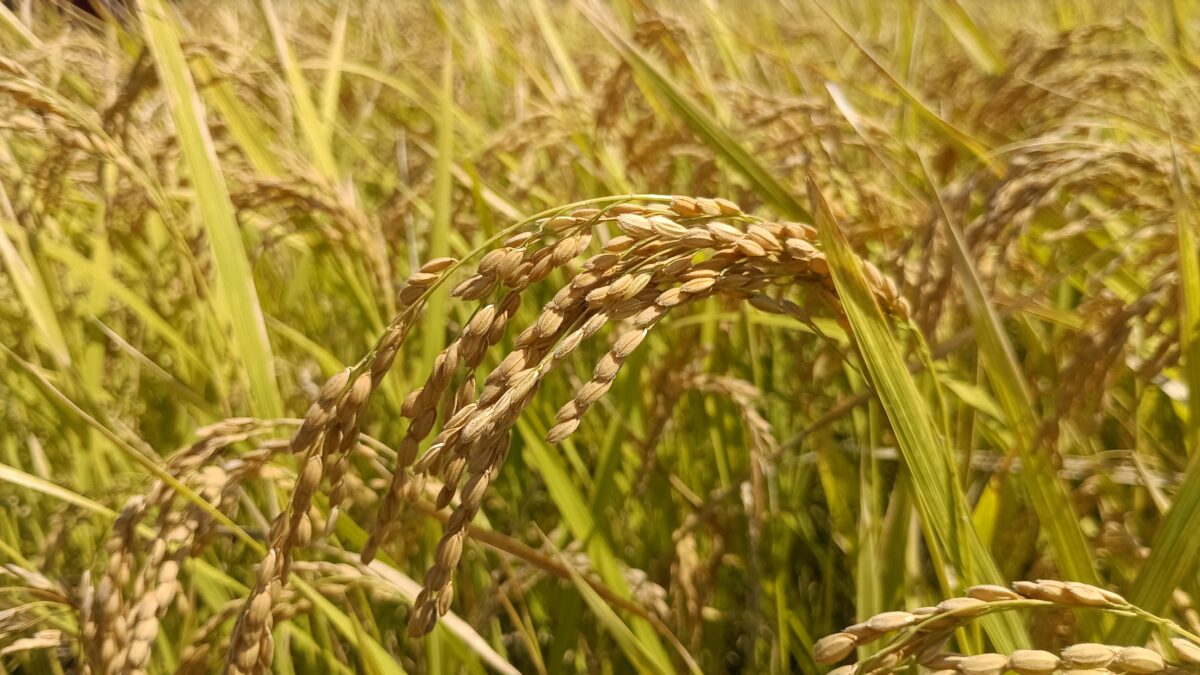 黄金色に登熟した籾