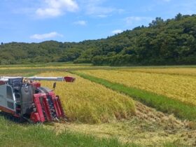 山に囲まれた海老敷の原 小さな田んぼが点在します。 ササニシキはこのような環境で育っています。