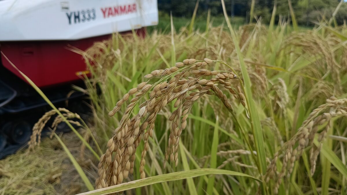 何とか高温障害にも耐え、水も豊富にあったため、
無事お米に育ちました。
