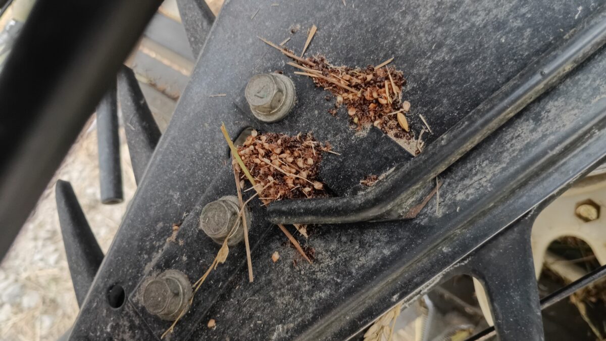 引き起こし部に着いた草の種