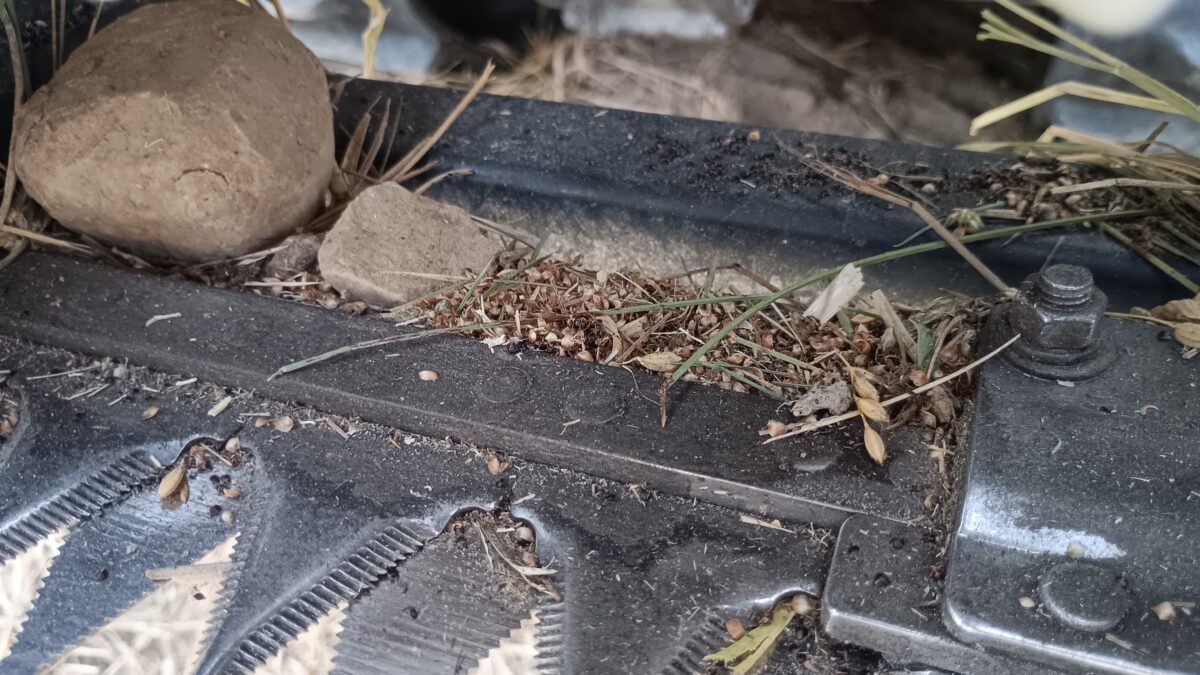 刈刃の上にも沢山の草の種