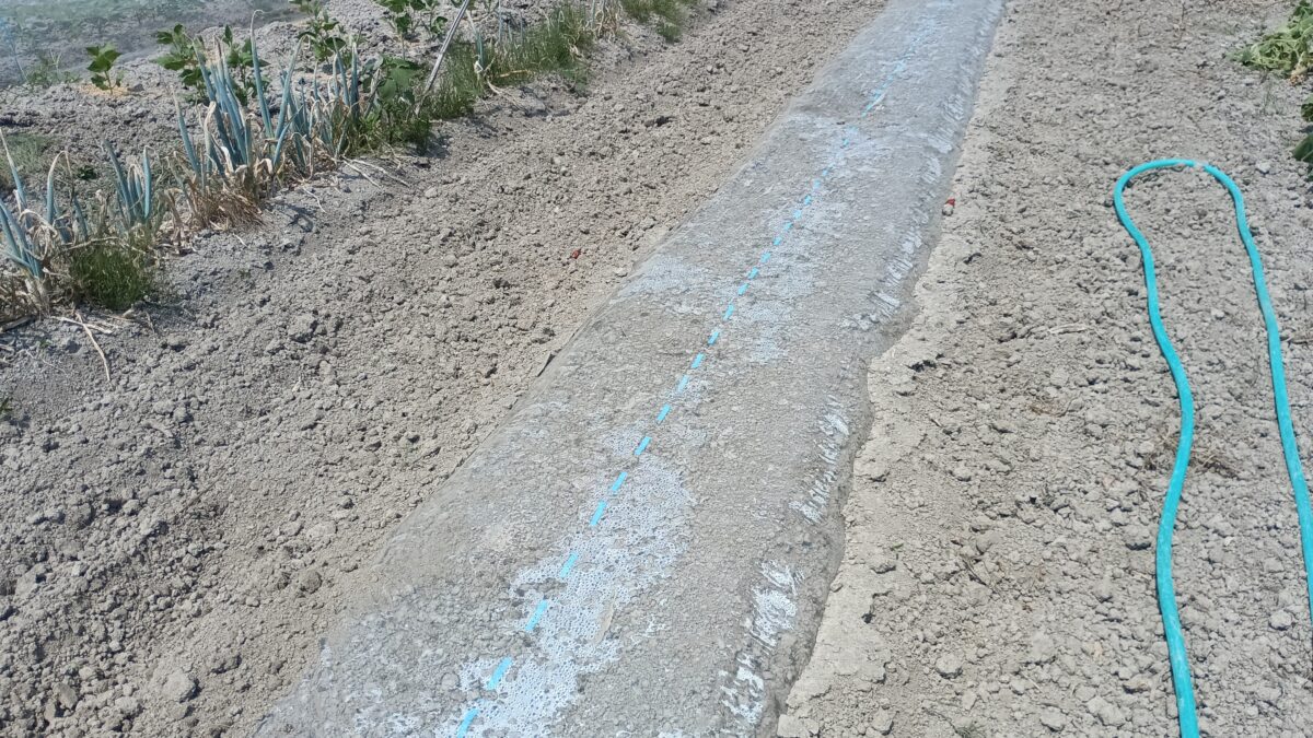 太陽熱消毒中の苗床