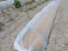 寒冷紗をかけて防虫。