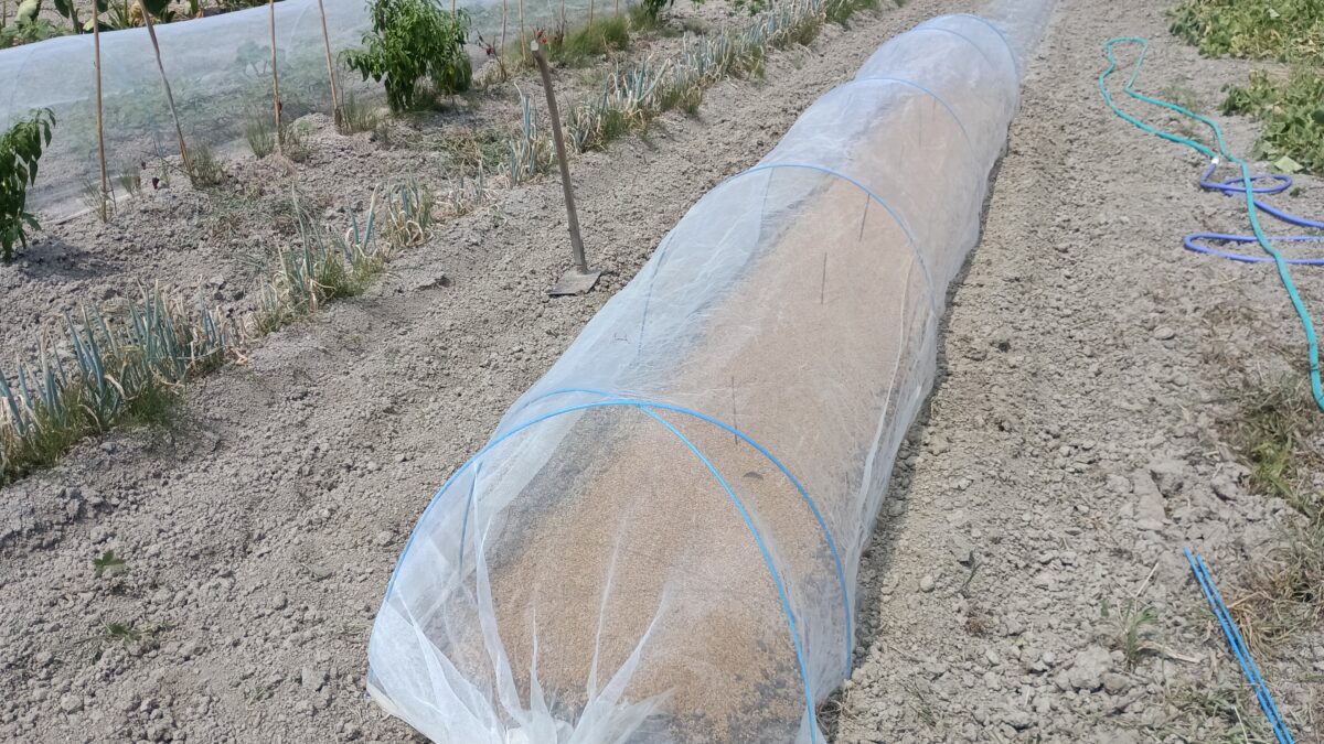 寒冷紗をかけて防虫。