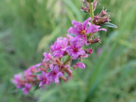 ミソハギ　ミソハギ科