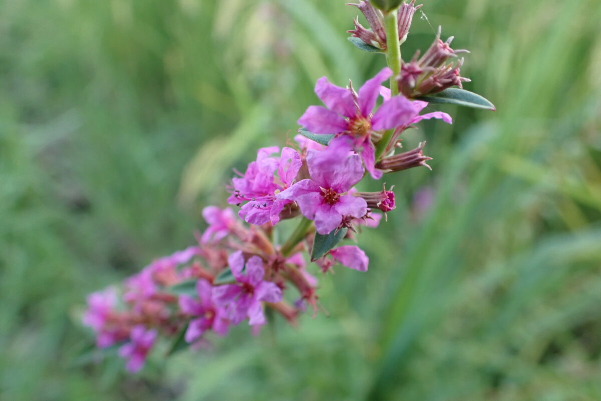 ミソハギ　ミソハギ科