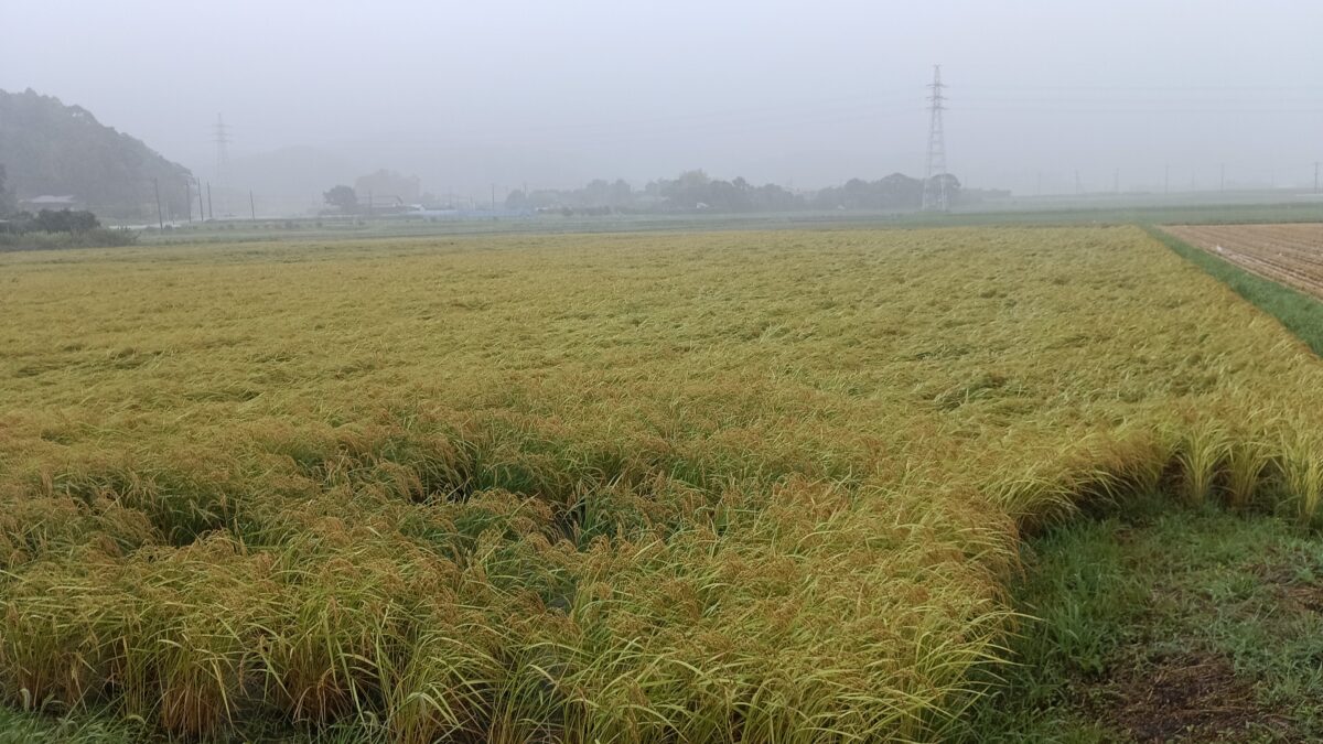 台風の影響で大雨で煙る下堀の原倒伏や冠水、河川の氾濫がおきませんように。