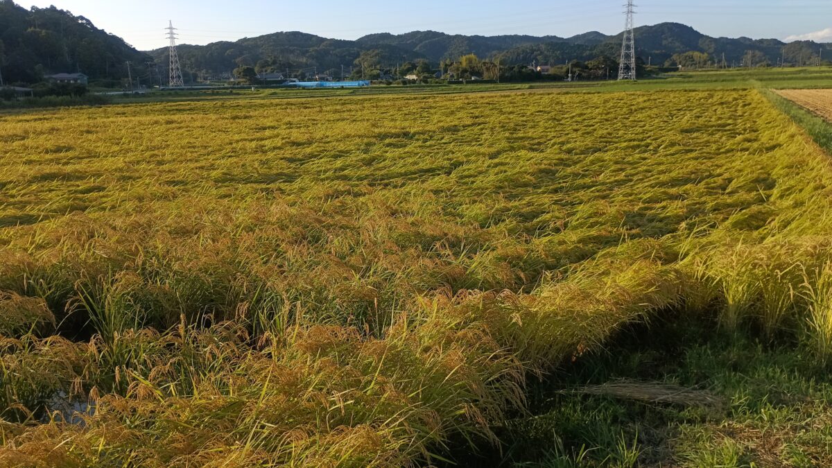 台風で倒伏気味の下堀の田んぼの稲