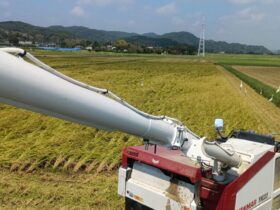 下堀地区稲刈り　最終
