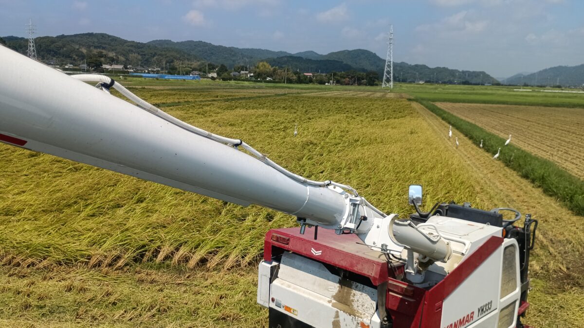 下堀地区稲刈り　最終