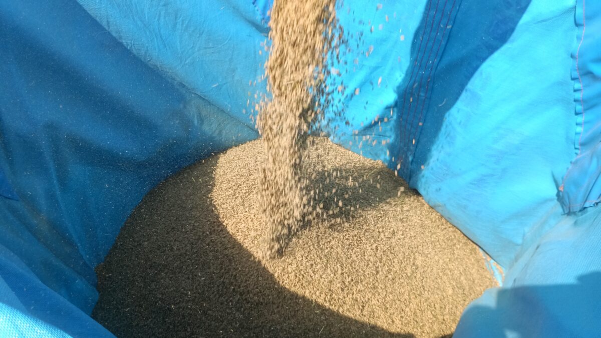 コンバインのタンクから排出される籾この後ライスセンターの乾燥機で乾燥させます。