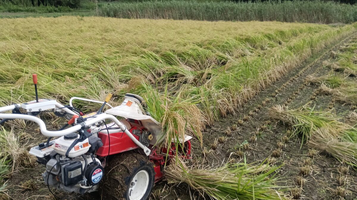 バインダーでツキミモチの稲刈り今年は倒れるギリギリで
持ちこたえたツキミモチ
いい感じの出来です