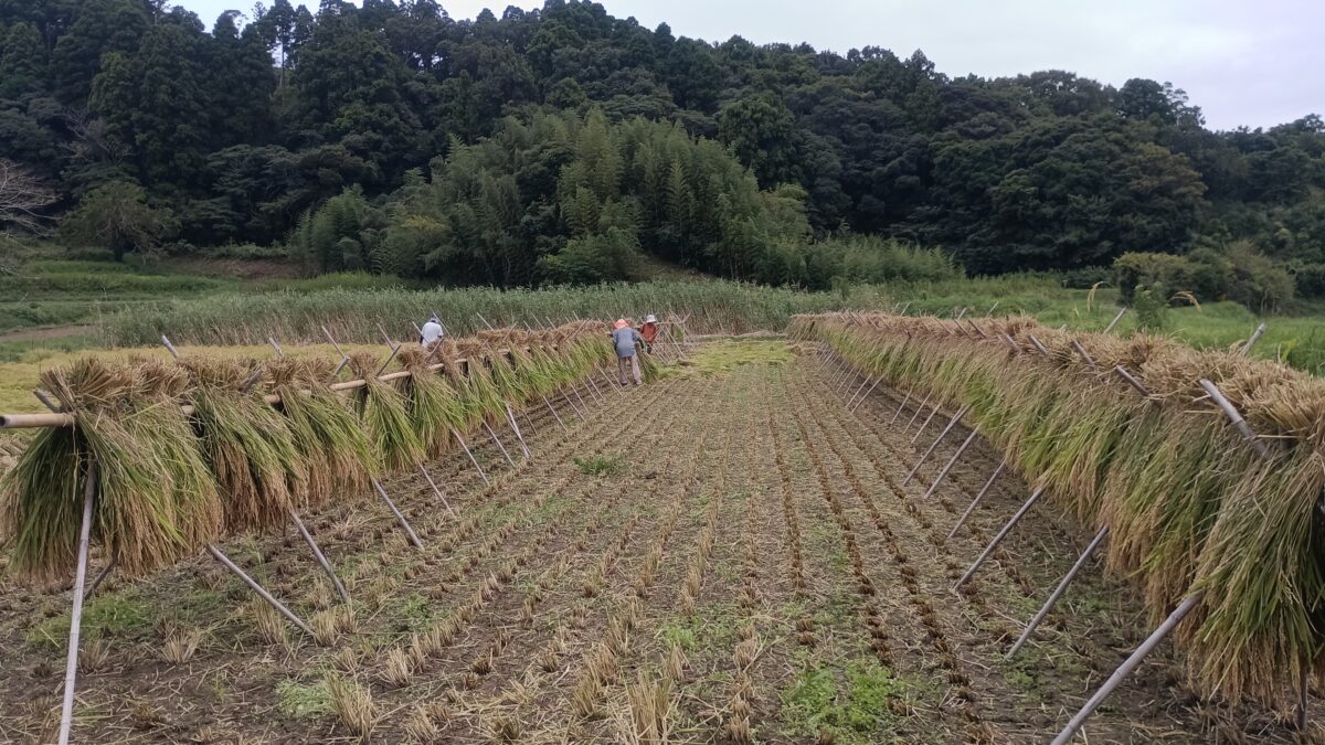 助っ人も加わり正味1日で掛け終わりました。