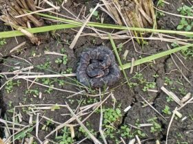 マムシが稲束の下に あぶないあぶない