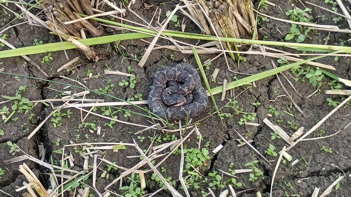 マムシが稲束の下にあぶないあぶない