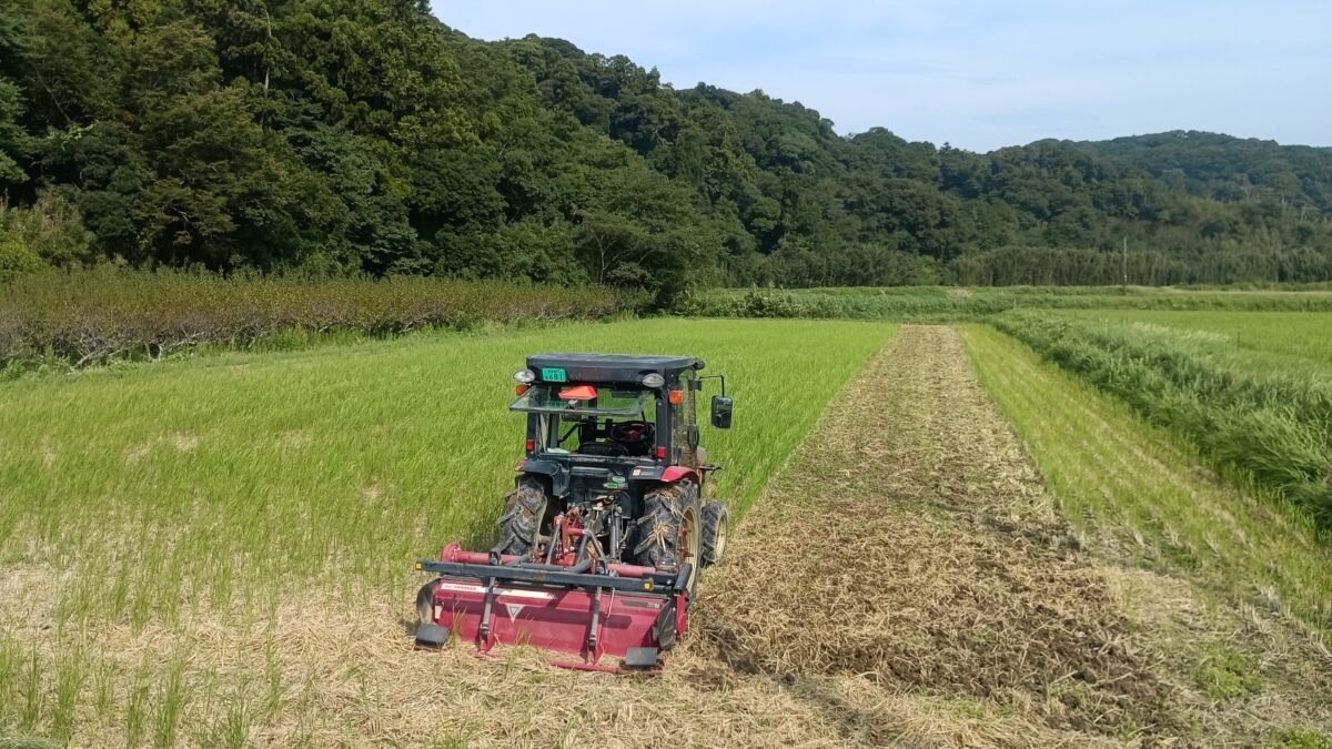 秋耕通称梅の木上の田んぼ2反
