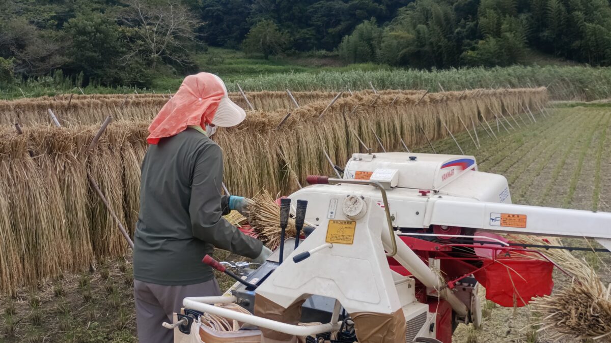 稲刈り一連の野良仕事は妻も手伝ってくれます