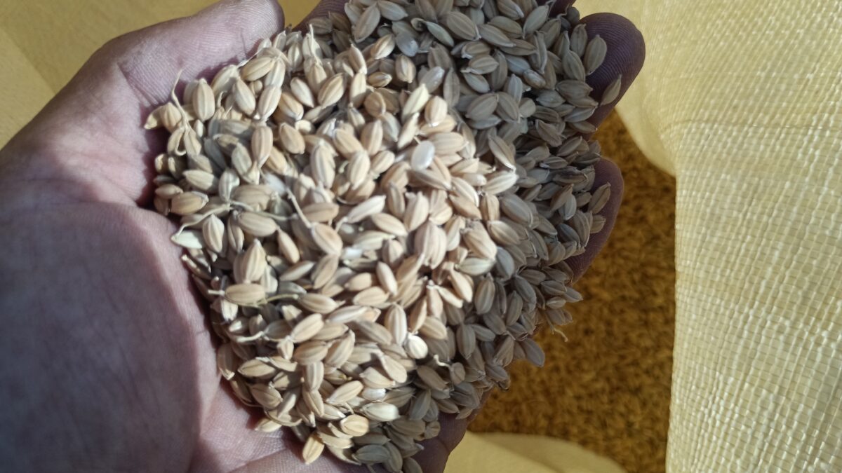 脱穀後のツキミモチの籾