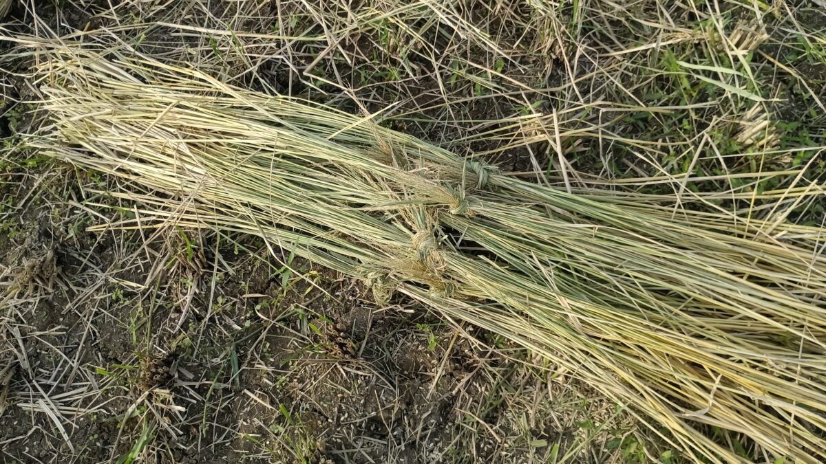 ツゲ？つがい？つぎゃ～？