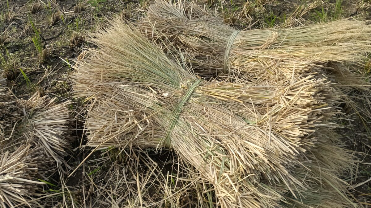 ワラをツゲで「まるい」ます
