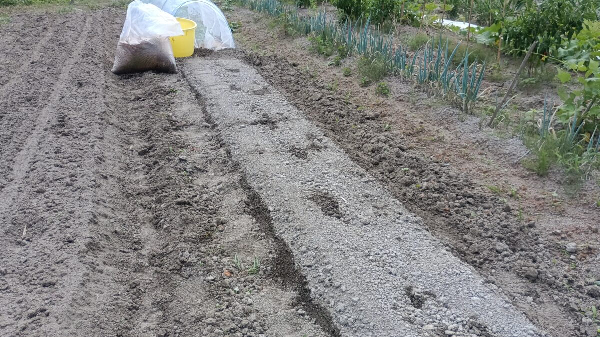 太陽熱消毒済みの苗床