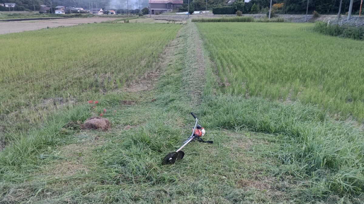 刈るとこ沢山あり過ぎ道草、畦草、土手草刈りの毎日が続く・・・
