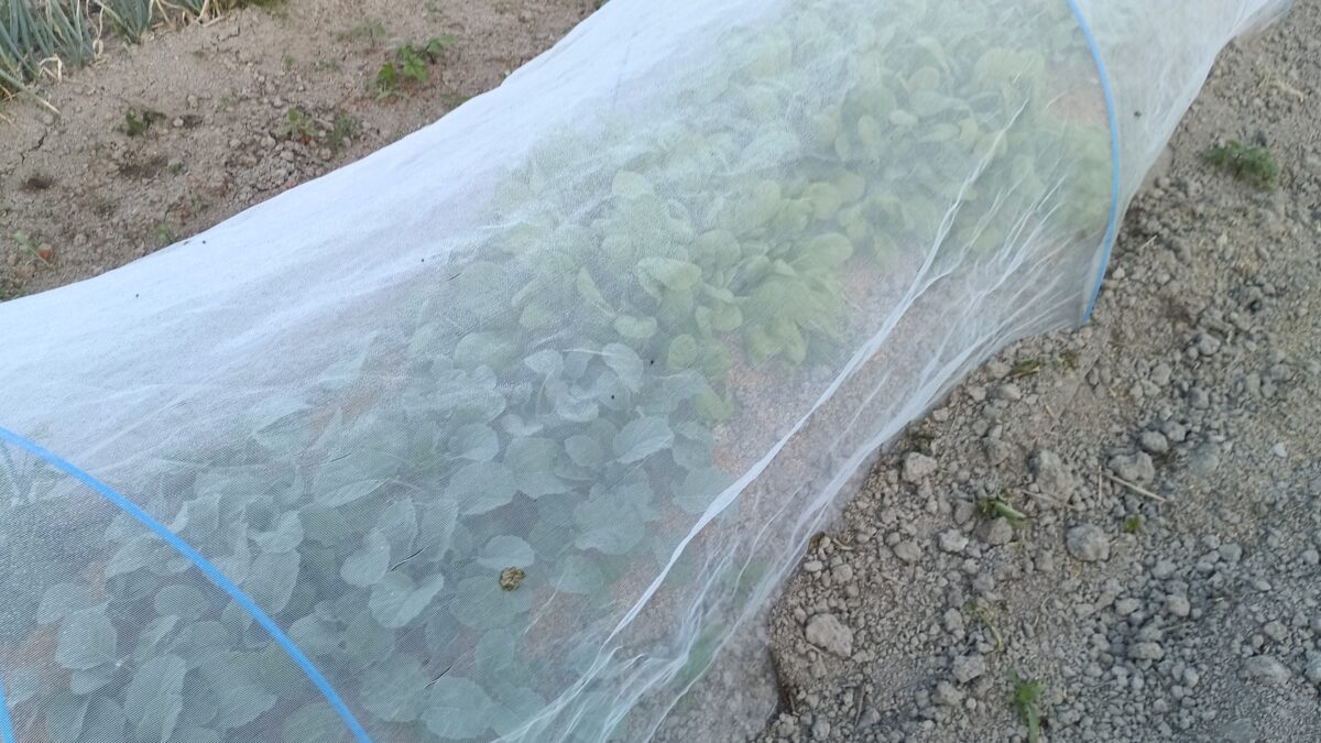 ブロッコリーと白菜