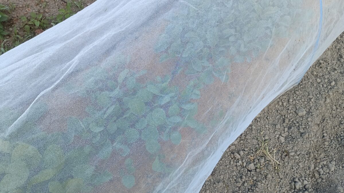 キャベツ、カリフラワー