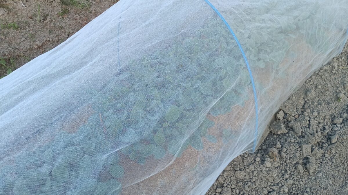 カリフラワー4種、早生、中早生、中生、紫カリフラワー