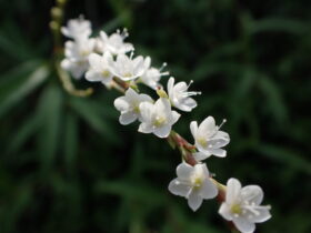 シロバナサクラタデ　タデ科