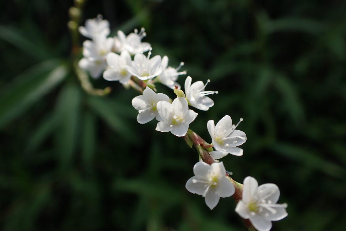 シロバナサクラタデ　タデ科