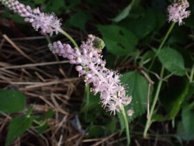 ツルボ　ユリ科