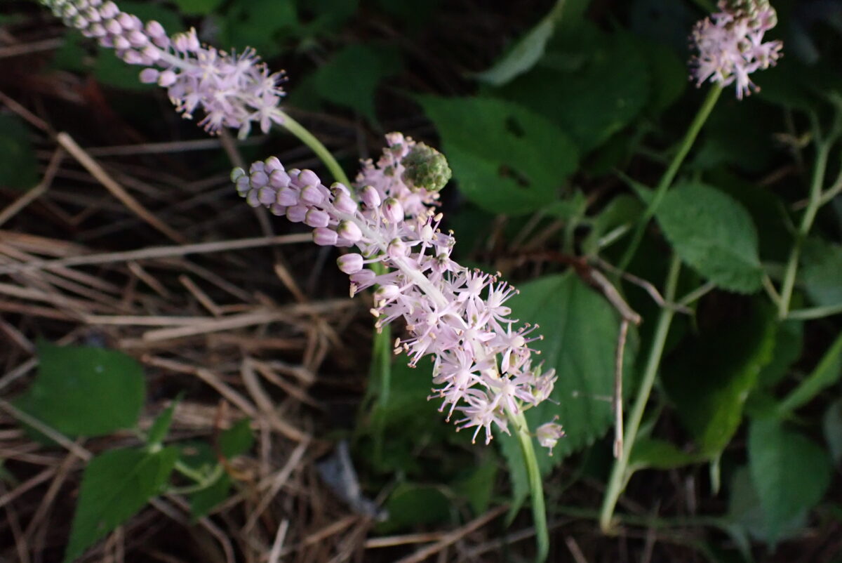 ツルボ　ユリ科