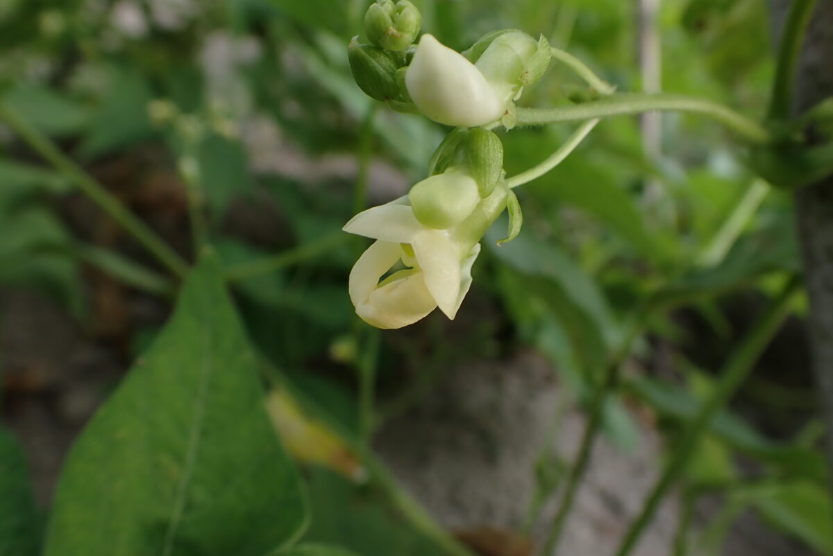 インゲンも花を着け、実がなり始めています。インゲンの花、可愛い。