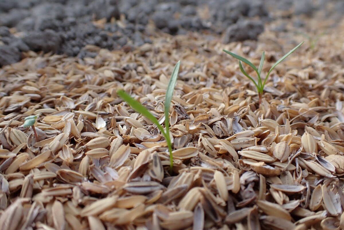 9月19日播きの人参発芽♪気候が変わって播き時が不明 遅く播いても着色するか？
