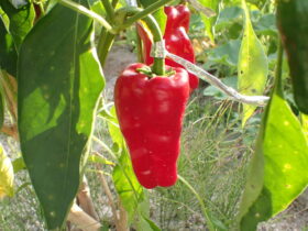 種取り用魁ピーマン 取っちゃいけませんリボン付け 完熟するまで見守ります