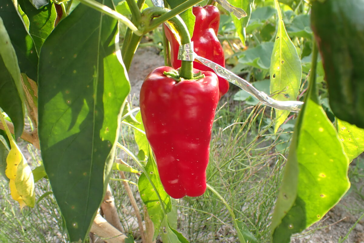 種取り用魁ピーマン取っちゃいけませんリボン付け 完熟するまで見守ります